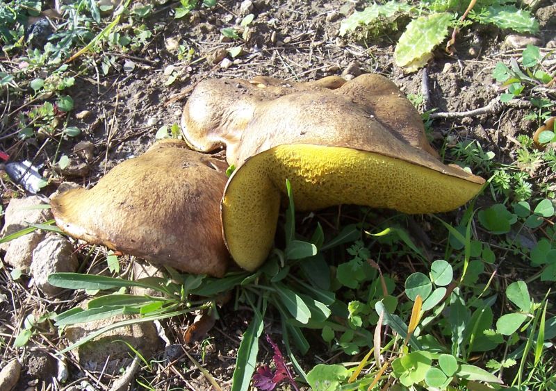 Polyporus (?) da identificare