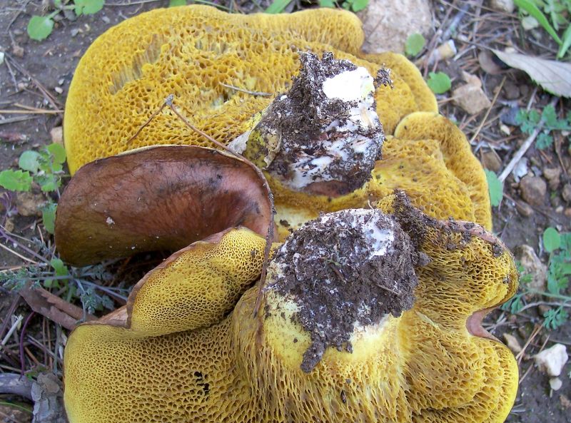 Polyporus (?) da identificare