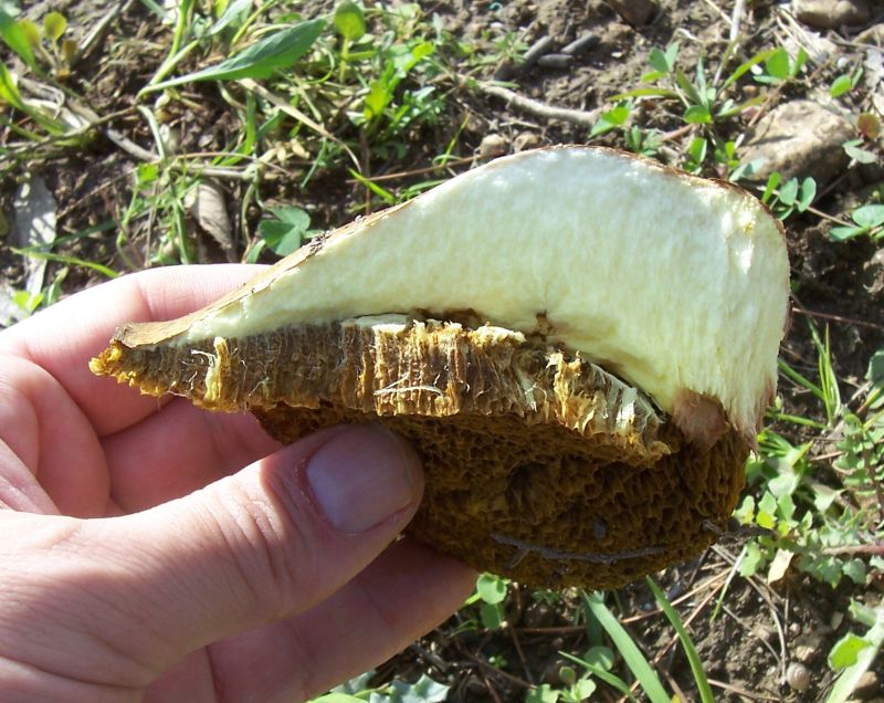 Polyporus (?) da identificare