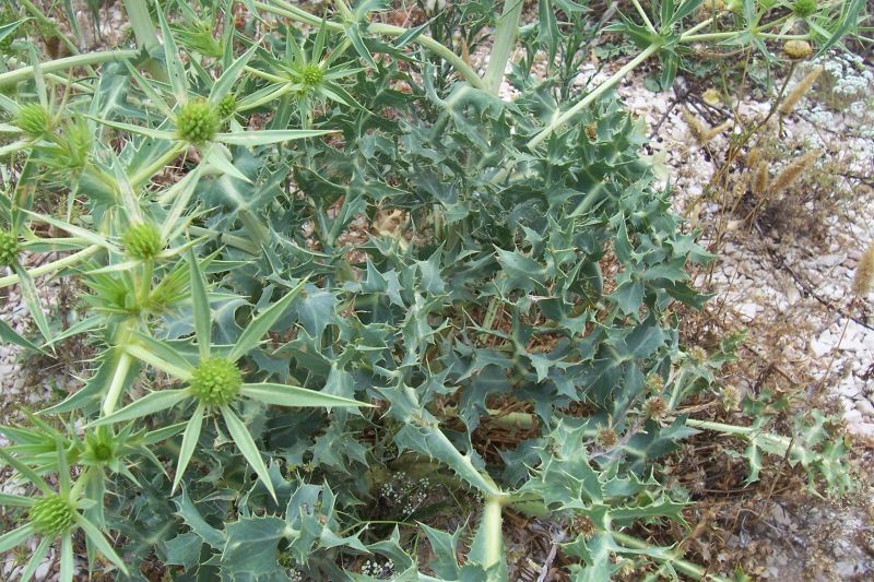 Eryngium campestre