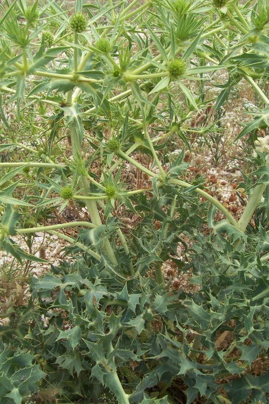 Eryngium campestre