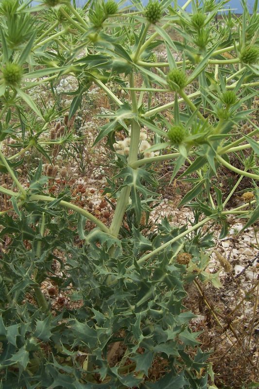 Eryngium campestre