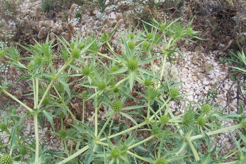 Eryngium campestre