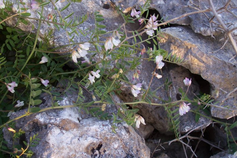 Vicia leucantha / Veccia d''Agrigento