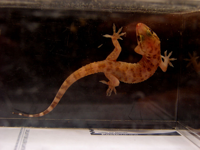 Geco in casa