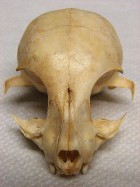 Cranio sconosciuto; Gatto