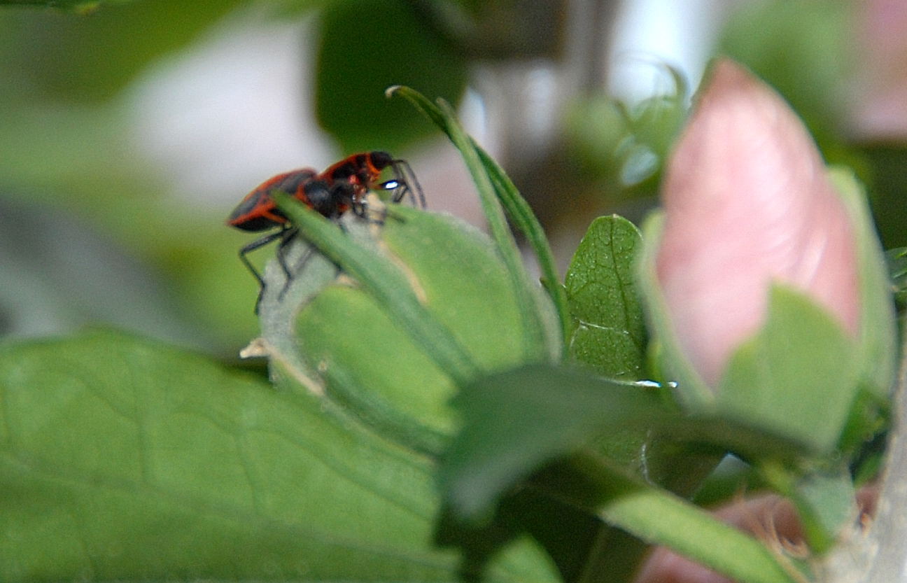 Pyrrhocoris  apterus    