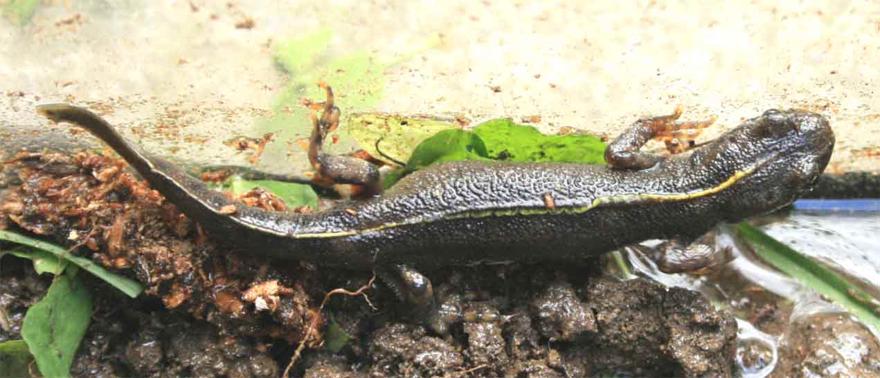 Giovane maschio di Triturus carnifex