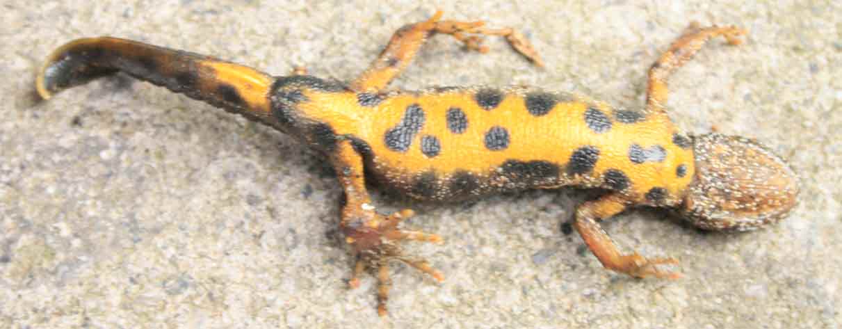 Giovane maschio di Triturus carnifex