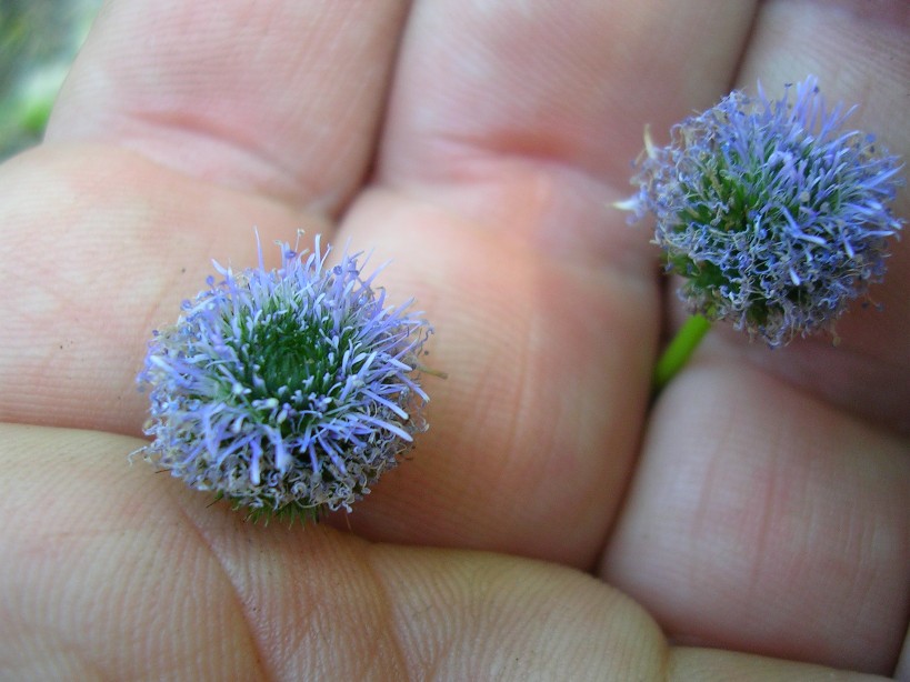Globularia bisnagarica (=Globularia punctata) / Vedovelle dei prati