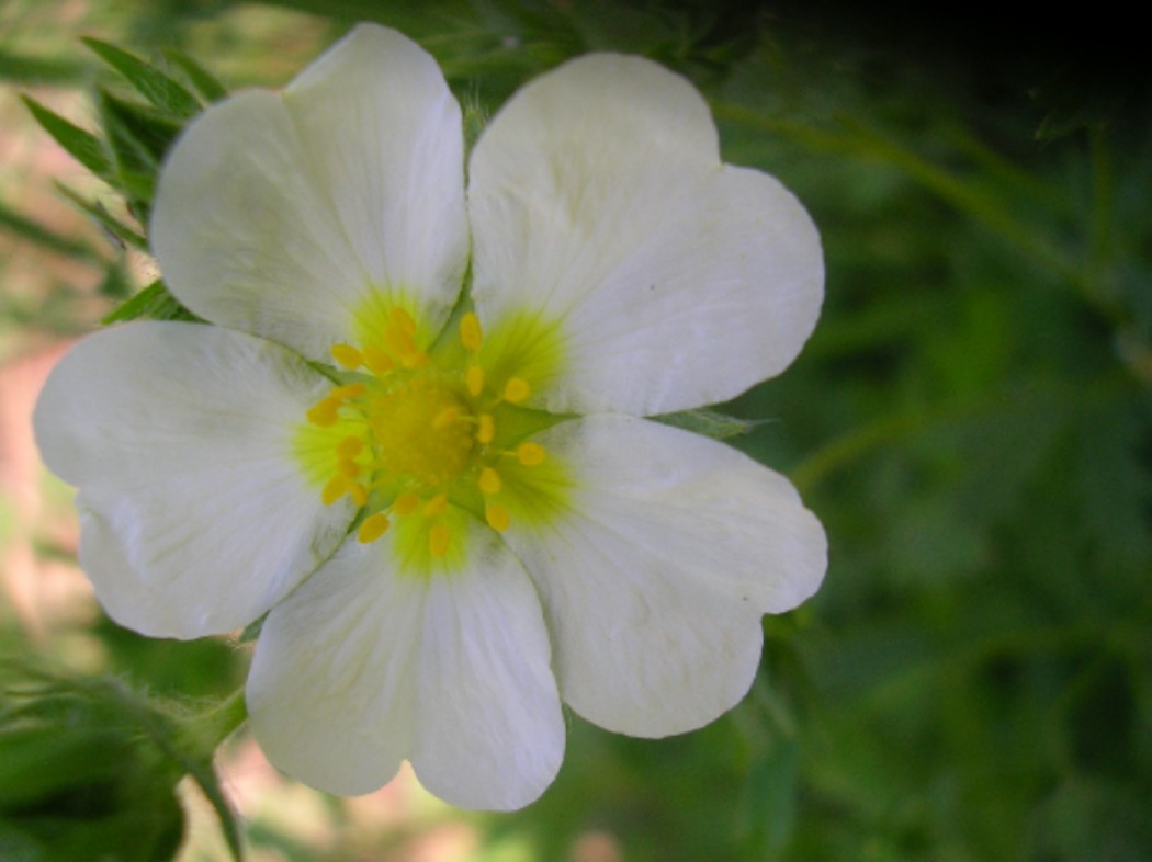 Potentilla recta / Cinquefoglia diritta