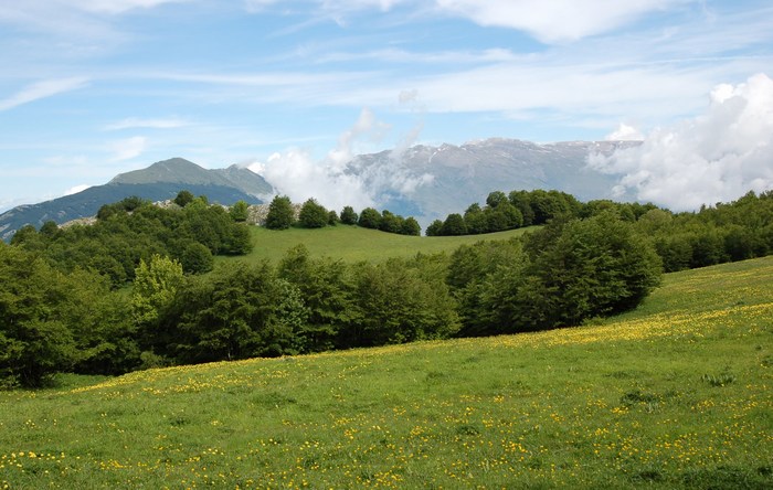 Fioriture magellensi  3