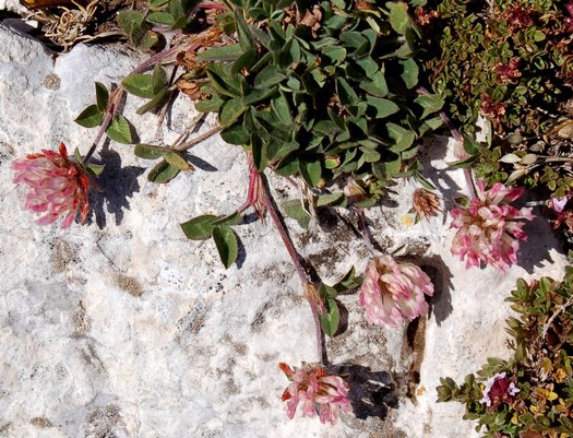 Fioriture magellensi  4