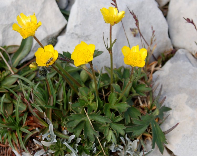 Fioriture magellensi  4