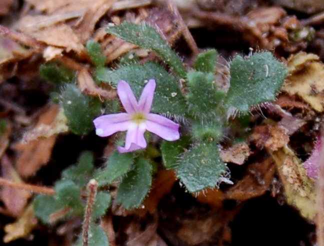 Fioriture magellensi  3