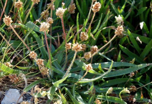 Fioriture magellensi  4