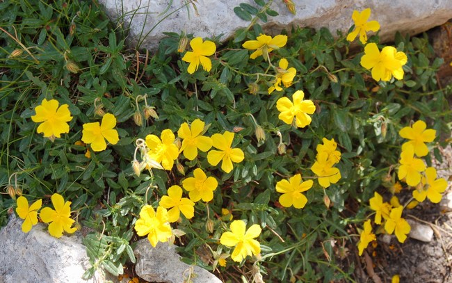 Fioriture magellensi  4