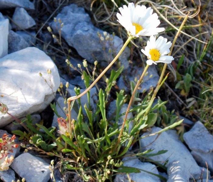 Fioriture magellensi  3