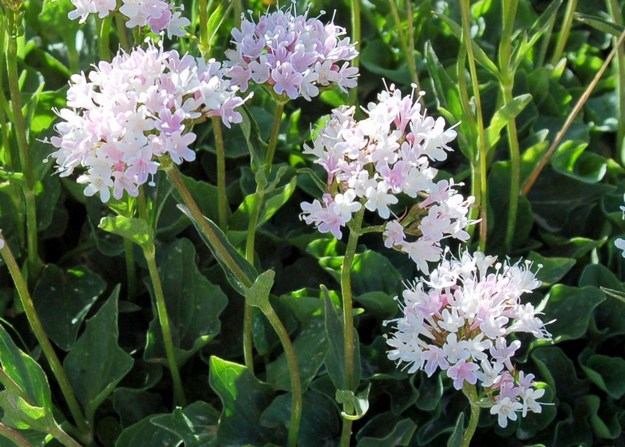 Fioriture magellensi  4