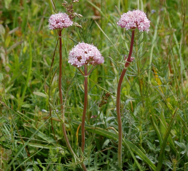 Fioriture magellensi  4
