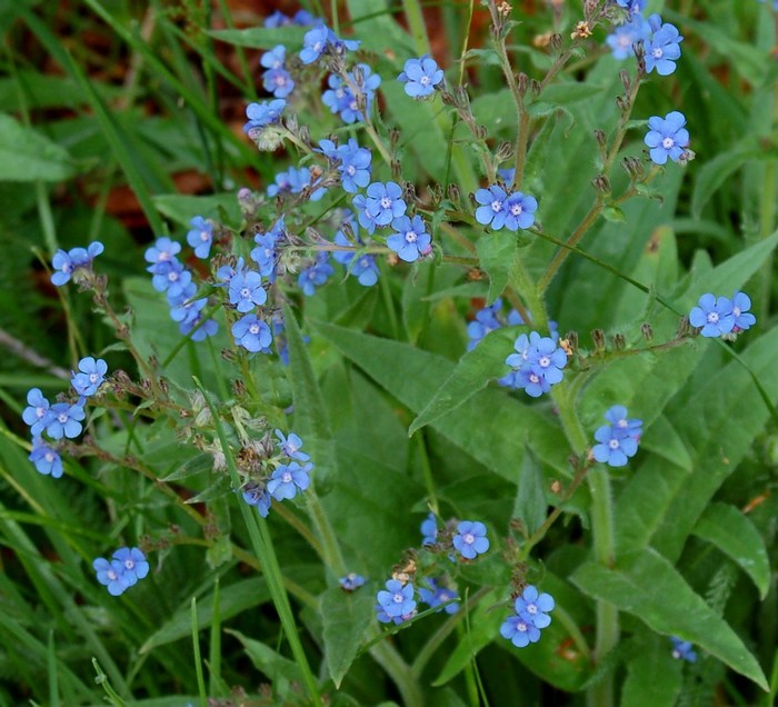 Fioriture magellensi  4