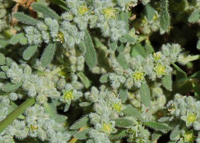 Fioriture magellensi  4