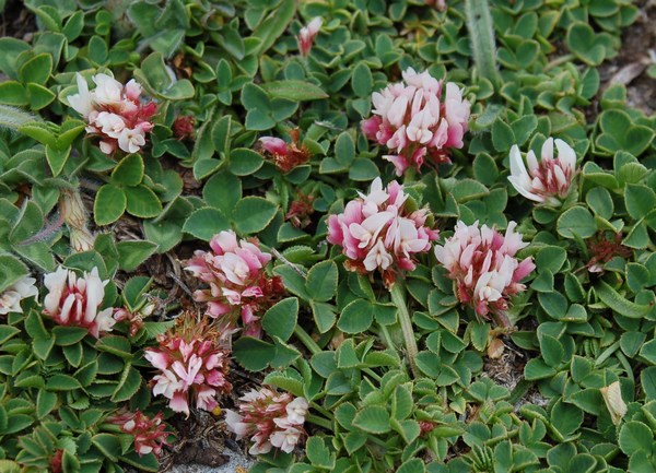 Fioriture magellensi  4