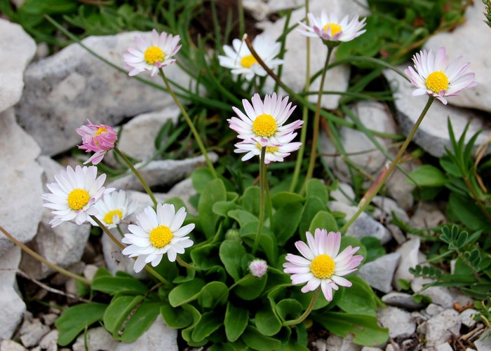 Fioriture magellensi  4