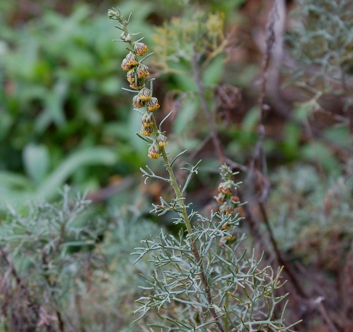 Fioriture magellensi  4