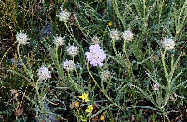 Fioriture magellensi  3