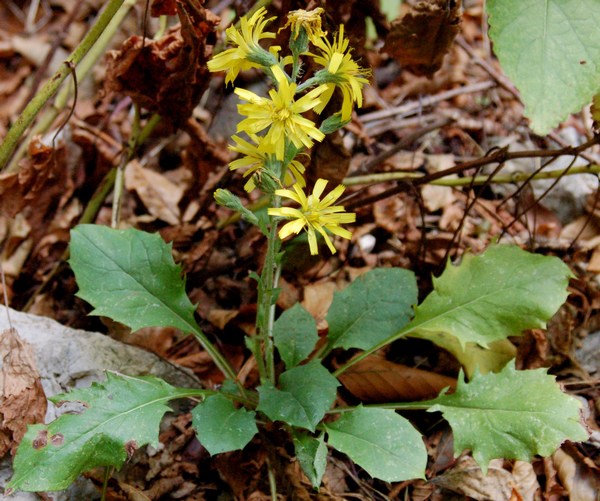 Fioriture magellensi  4