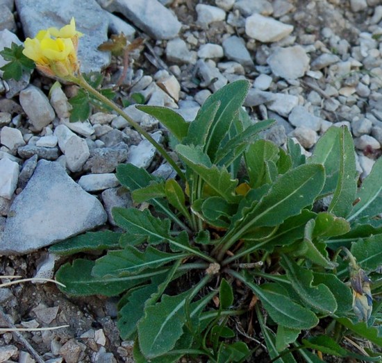 Fioriture magellensi  4