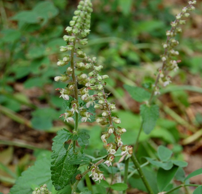 Fioriture magellensi  3