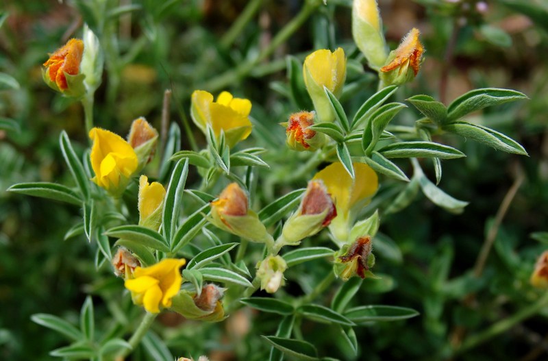 Fioriture magellensi  4