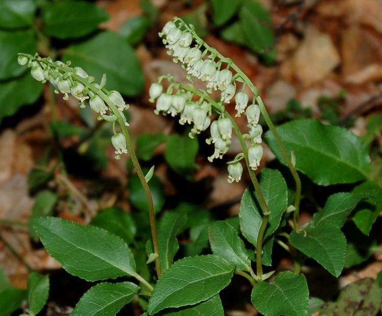 Fioriture magellensi  4