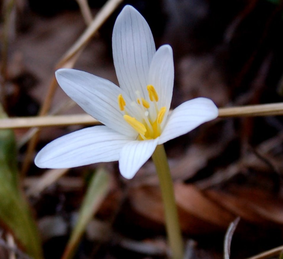 Fioriture magellensi  3