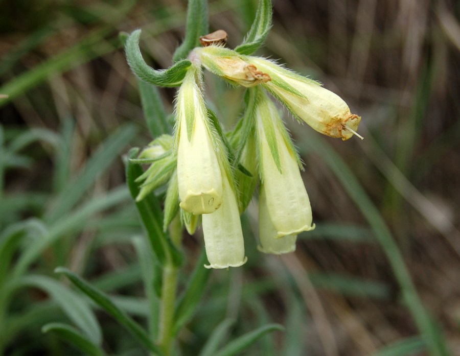 Fioriture magellensi  4