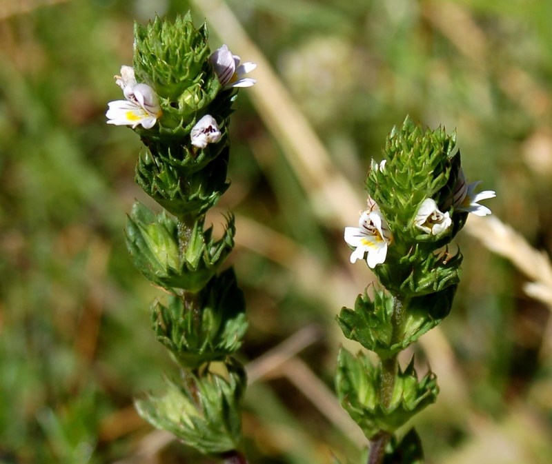 Fioriture magellensi  3