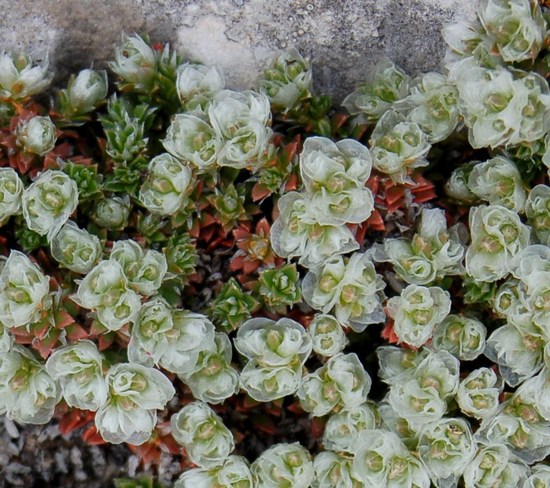 Fioriture magellensi  4