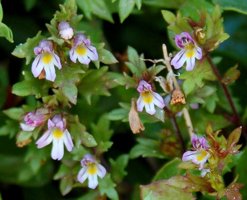 Fioriture magellensi  3