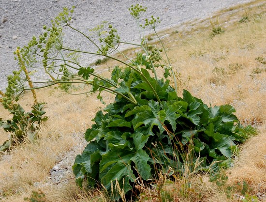 Fioriture magellensi  4