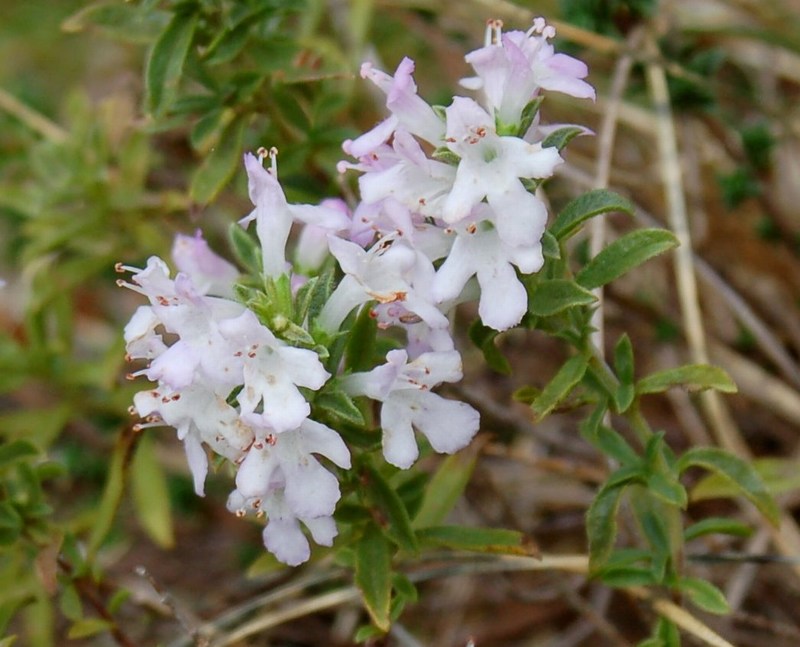 Fioriture magellensi  4