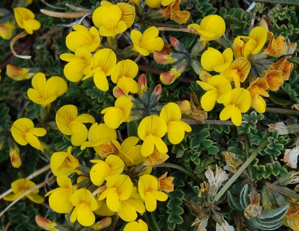 Fioriture magellensi  4