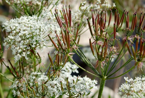 Fioriture magellensi  3