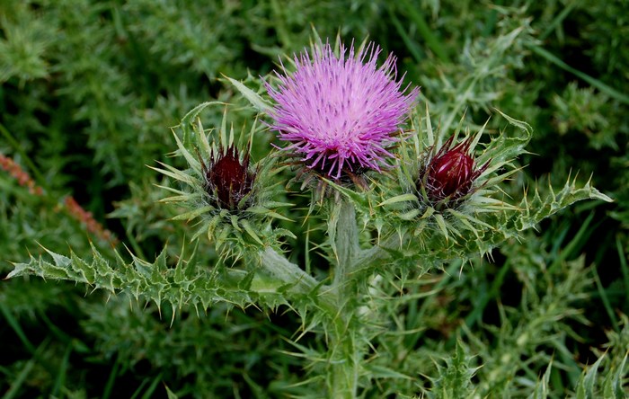 Fioriture magellensi  4