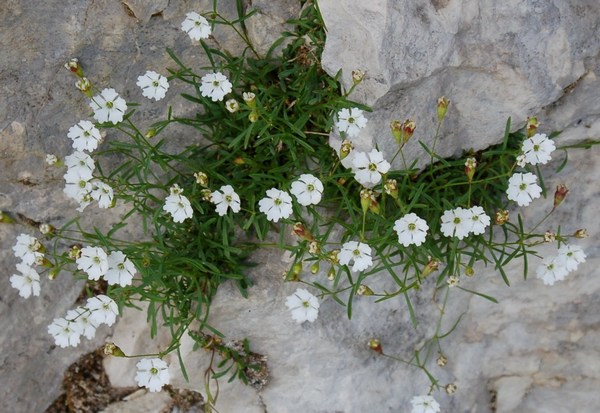 Fioriture magellensi  3