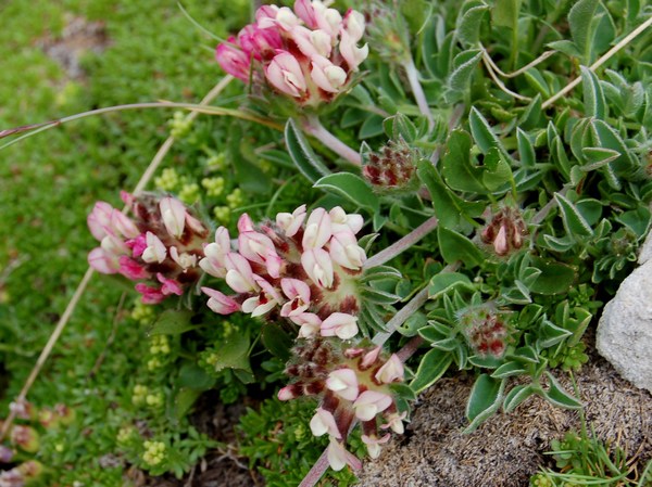 Fioriture magellensi  4