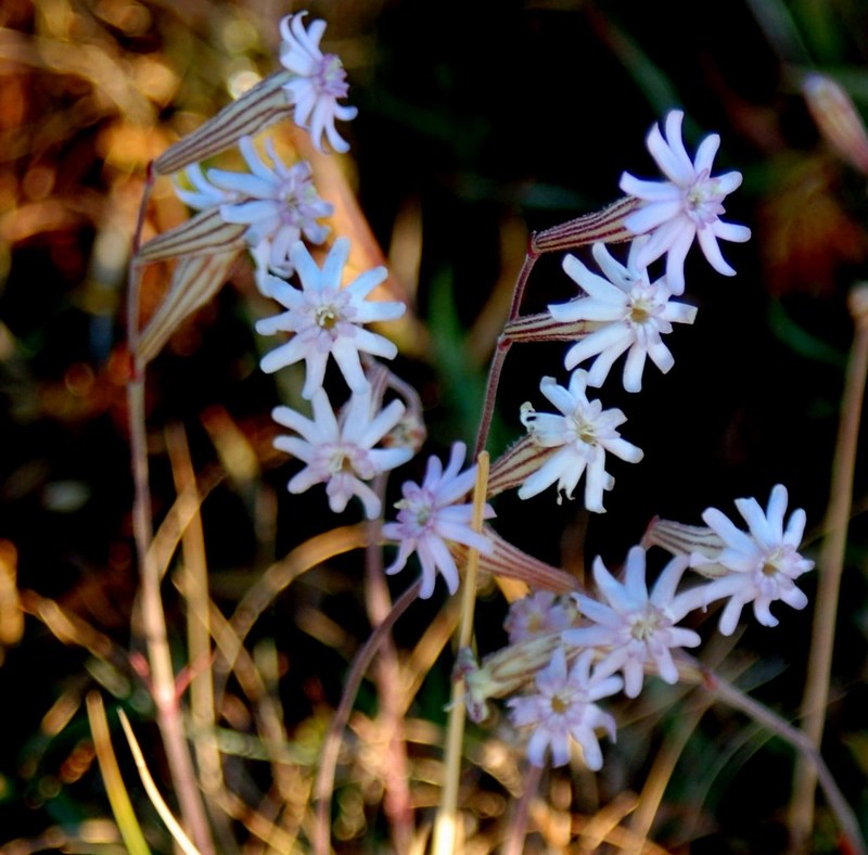 Fioriture magellensi  3