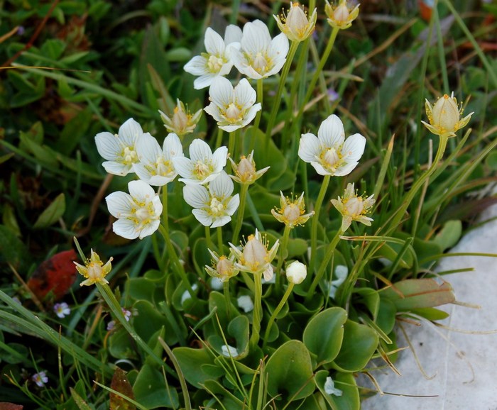 Fioriture magellensi  3