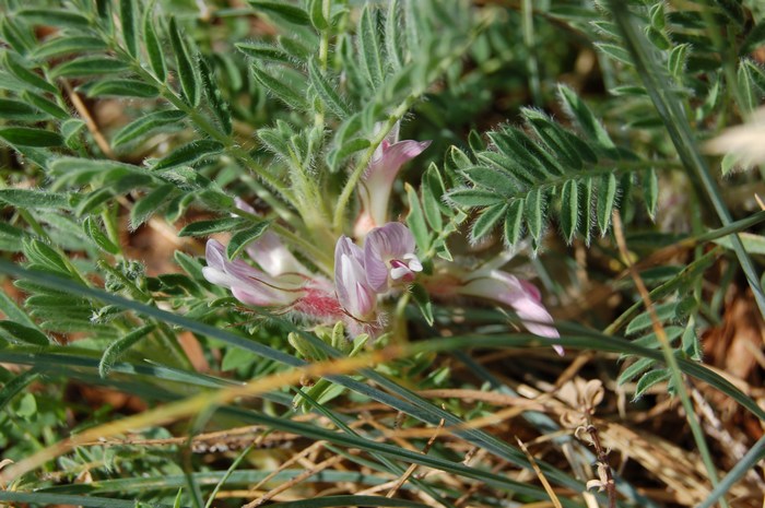 Fioriture magellensi  4
